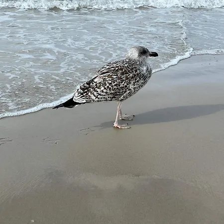 Casa vacanze Seaside Serenity In Blokhus-by Traum