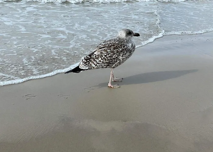 بيت للعطل Seaside Serenity In Blokhus-by Traum